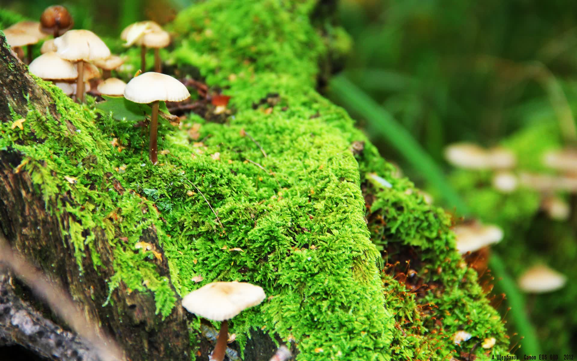 世界体操创新动作发布：裁判评分标准更新，世界体操锦标赛2021奖牌榜